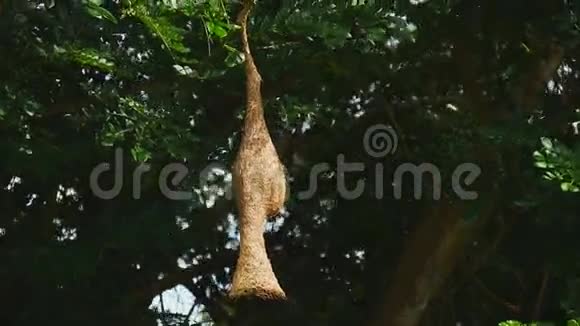 自然鸟窝挂在树上视频的预览图