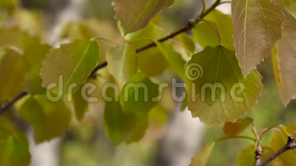 春天清新的白杨树叶子在风中颤动视频的预览图