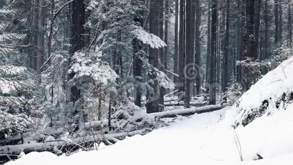 人在森林中漫步白雪皑皑视频的预览图