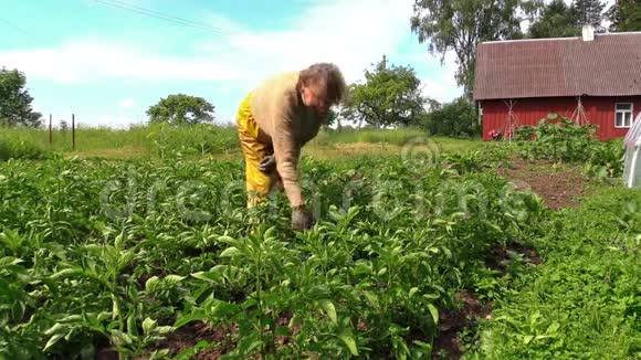一位穿裤子的高级园丁在农村种植马铃薯视频的预览图