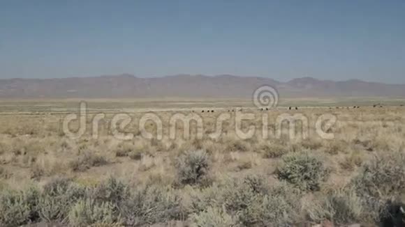 对沙漠中的自由牧场牛进行放大视频的预览图