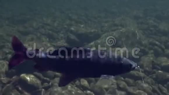 灰鱼钩在水下在坦尼克山河钓鱼视频的预览图
