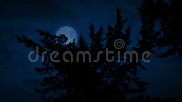 树枝和月亮在后面视频的预览图