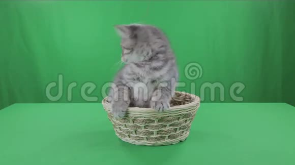 美丽的小猫苏格兰折叠篮子绿色屏幕股票视频视频的预览图