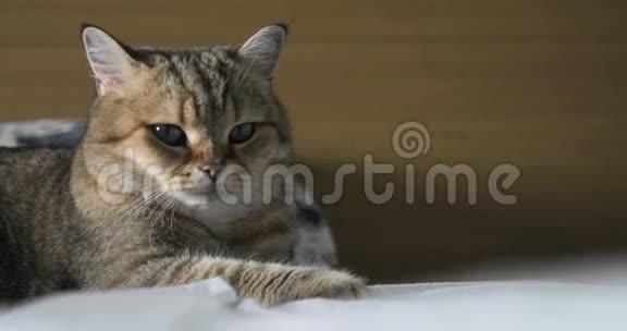 英国猫躺在坏人身上试图睡觉快乐猫视频的预览图