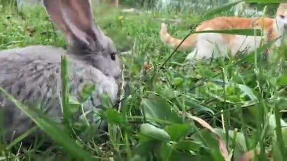 灰色的小兔子视频的预览图