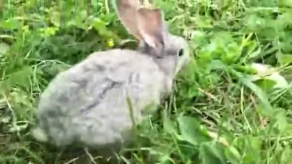 灰色的小兔子视频的预览图