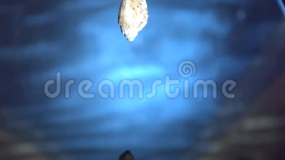 贝壳掉进蓝色的水里视频的预览图