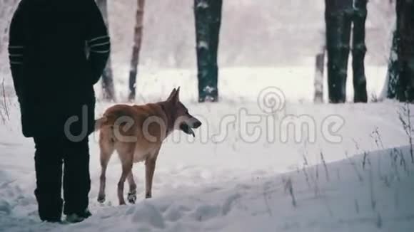 在冬天的森林里带着狗走路的女人慢动作视频的预览图