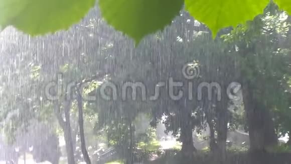 公园大雨自然背景视频的预览图