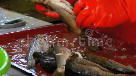 女性清洁和切鱼市场新鲜鱼视频的预览图