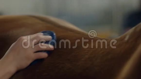 男人梳棕色的马毛为一匹马献殷勤快关门视频的预览图
