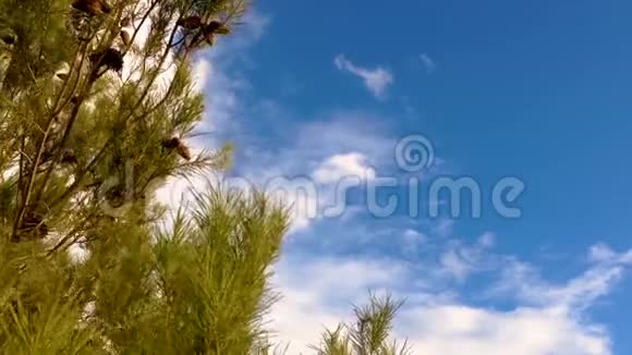 松树覆盖蓝天云视频的预览图