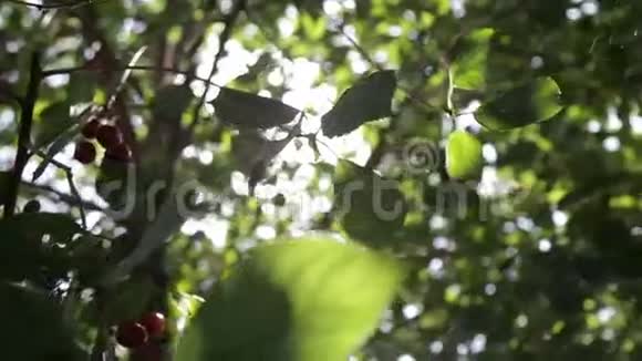 树叶中耀眼的阳光视频的预览图