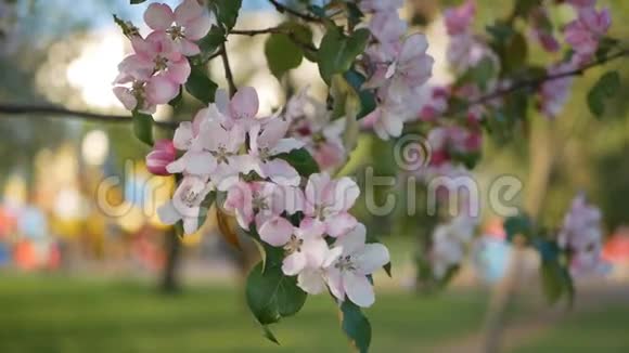 一个有苹果和樱桃树的盛开的花园春天公园里阳光明媚的一天视频的预览图