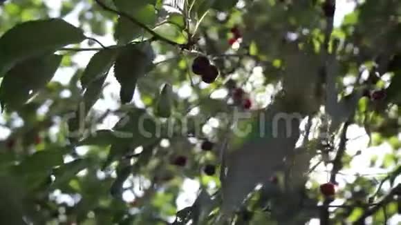树叶中耀眼的阳光视频的预览图