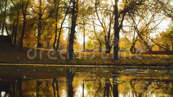 秋天公园里的湖五颜六色的树映在水中视频的预览图