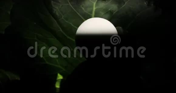 一盏灯泡在黑暗中灯在绿叶中亮起黑色背景生态概念视频的预览图