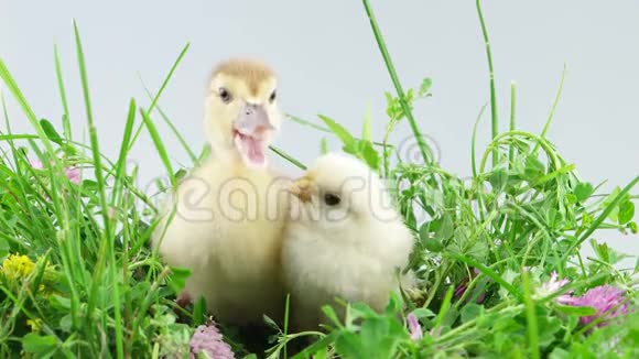 小鸭和小鸡坐在绿草中开着花视频的预览图