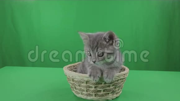 美丽的小猫苏格兰折叠篮子绿色屏幕股票视频视频的预览图