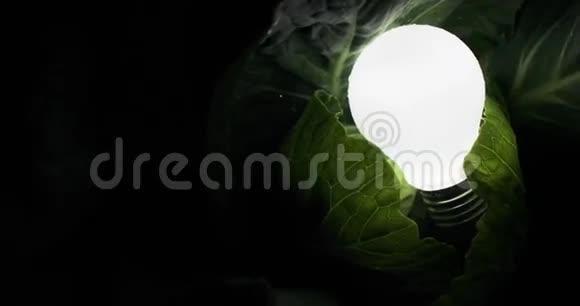 一盏灯泡在黑暗中灯在绿叶中亮起黑色背景生态概念发光能量视频的预览图