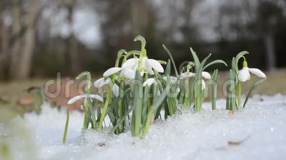 雪花在雪中初绽雪花随风飘动视频的预览图