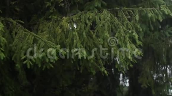 山上的雨树上的水滴和山视频的预览图