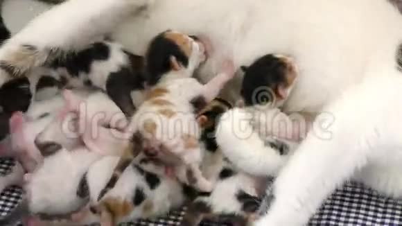 母亲母乳喂养的小猫视频的预览图