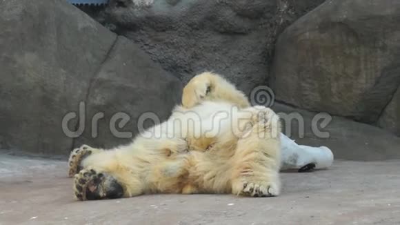 北极熊抓着肚子视频的预览图