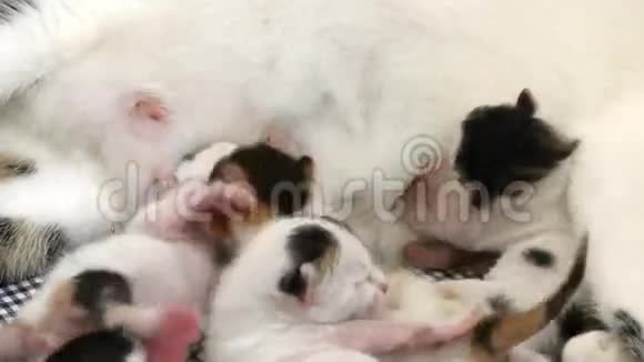 母亲母乳喂养的小猫视频的预览图