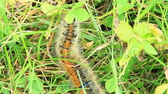 绿草中带棕色丝带的红毛虫视频的预览图