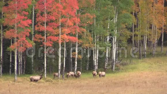 在秋天的景观中拉特艾尔克视频的预览图