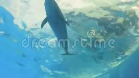 海豚在水下展示技巧视频的预览图