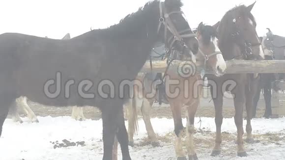 冬天的马在投球柱上浓雾弥漫视频的预览图
