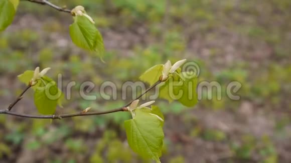 绿色鲜叶青柠树林登自然背景林在春天静态摄像机1080全高清视频视频的预览图