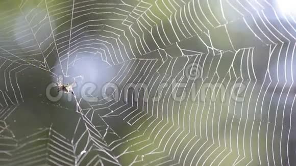 蜘蛛网上的蜘蛛视频的预览图