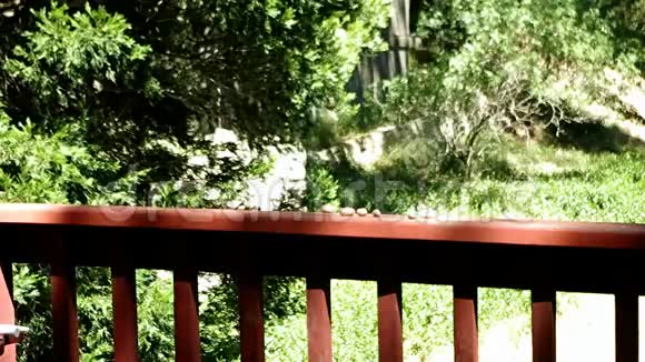 山野鸟蓝鸟吃花生视频的预览图