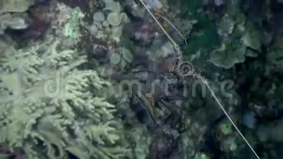 菲律宾野生动物海洋中水下的小龙虾视频的预览图