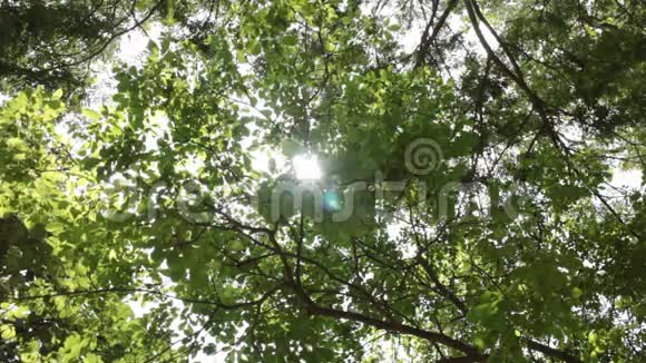 阳光穿过绿树视频的预览图