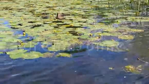 湿地中的单只野鸭视频的预览图