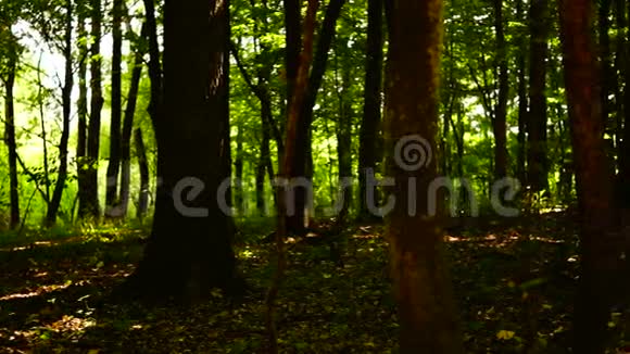 黑暗森林树木背景绿色自然景观荒野八月潘视频的预览图