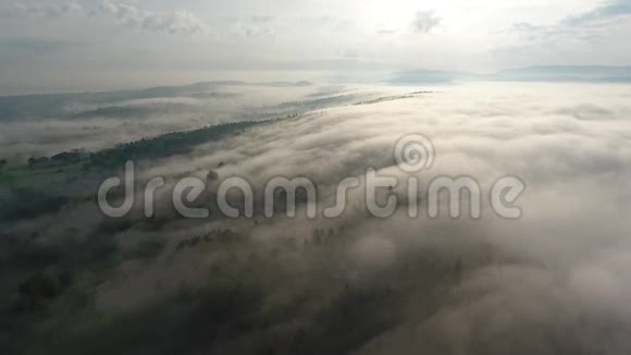 令人惊叹的森林雾视频的预览图