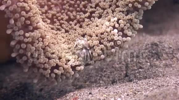 菲律宾海水清澈见底的蟹视频的预览图