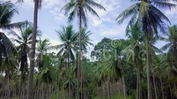 在泰国穿过椰子棕榈树林视频的预览图