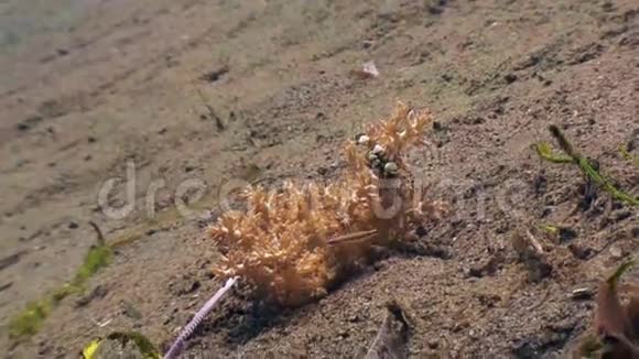 菲律宾干净清澈的海水中沙底的洁净虾视频的预览图
