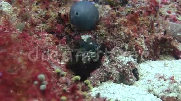 刺龙虾在海底海底寻找食物视频的预览图