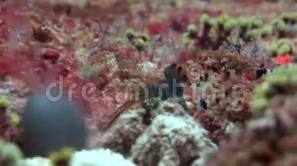刺龙虾在海底海底寻找食物视频的预览图