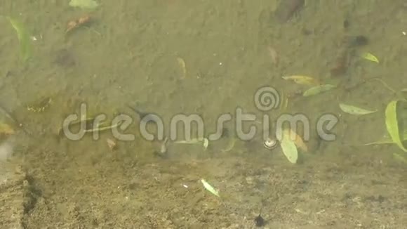 池塘中的蝌蚪混沌运动视频的预览图