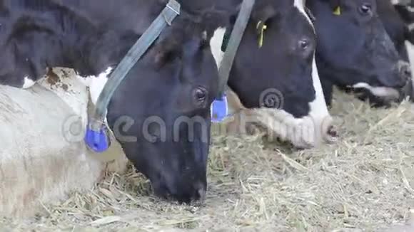 在农场里喂奶牛视频的预览图