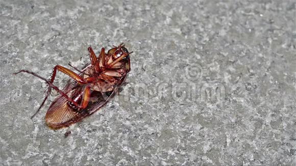 死亡蟑螂被蚂蚁特写视频的预览图